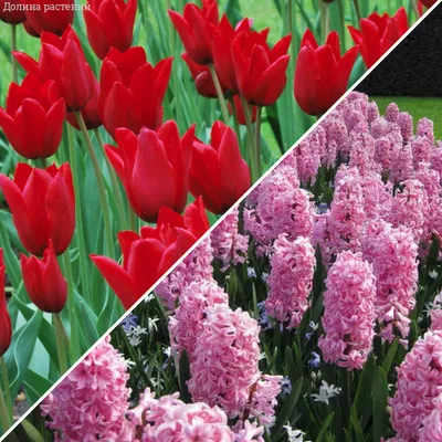 Самое большое поле тюльпанов в мире: что стало с Крымской Голландией