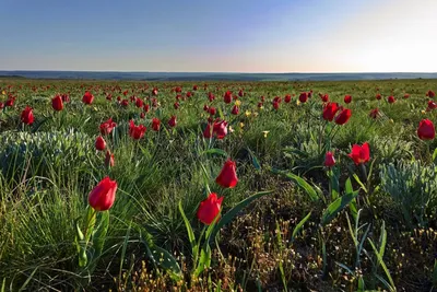 Подборка лучших сортов тюльпанов в 2023 году. Много фото. | Дачник.RU | Дзен