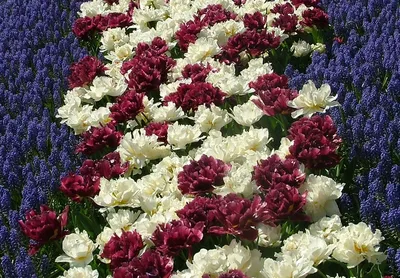 Тюльпаны в степи (81 фото) - 81 фото