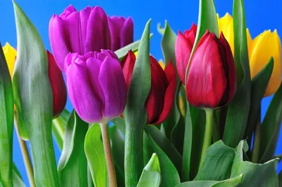 Поле цветов тюльпанов (53 фото) - 53 фото