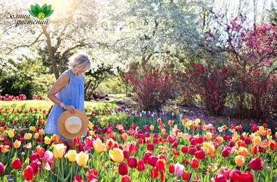 Тюльпан Фокстрот (Tulipa Foxtrot) - Тюльпаны Махровые - Тюльпаны -  Луковичные - Каталог - Kamelia-gardens.ru