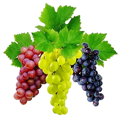 7 причин,почему нужно есть виноград при диабете. | Диабет. Здоровье.  Кулинария. | Дзен