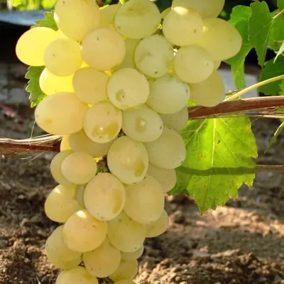 Виноград Лора (Флора) | саженцы раннего винограда