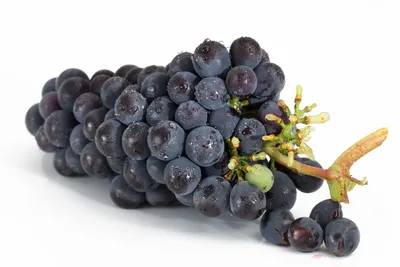 Столовый виноград Фрумоаса Алба