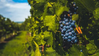 Полезные свойства винограда для человека: состав и противопоказания