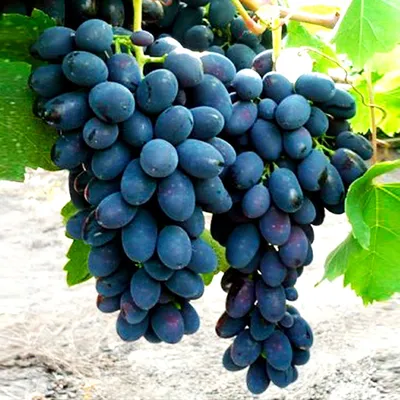 Свежий виноград на белом фоне Стоковое Изображение - изображение  насчитывающей виноградина, еда: 159789761