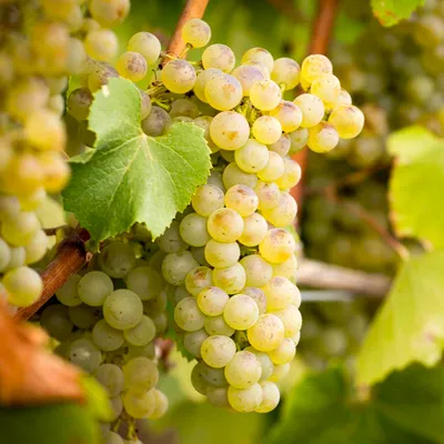Какой виноград самый полезный – Курская правда
