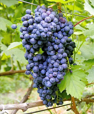 Виноград Красень - купить саженцы ягодных культур с доставкой по Украине в  магазине Добродар