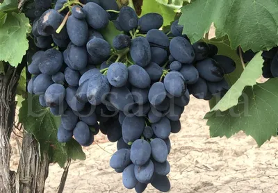 Свой бизнес: выращивание винограда на продажу