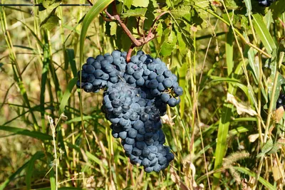 Как правильно собрать и сохранить виноград | SIMA-LAND.RU
