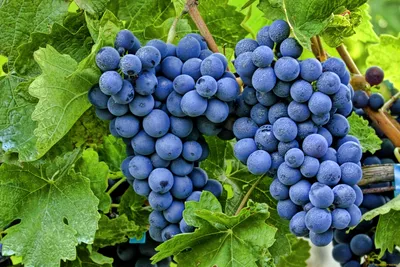 Жительница Кубани пыталась украсть 300 кг винограда, чтобы сделать вино