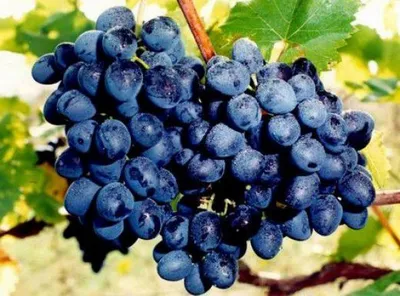 Виноград в Рязанской области