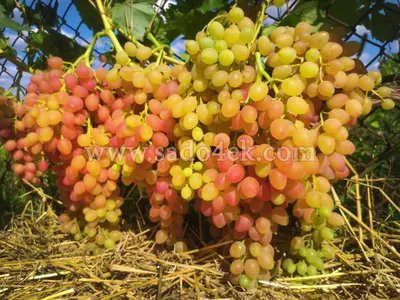 Столовый виноград | RU Lebosol® Dünger