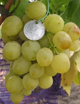Более ста сортов винограда выращивает Руслан Нестерук на даче в Горно —  ПРАЦА