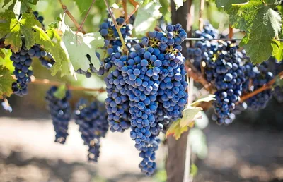 Основные сорта армянского винограда