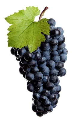 Перспективы белорусского винограда и коньяка, который можно вывести на  уровень не ниже Hennessy и Courvoisier