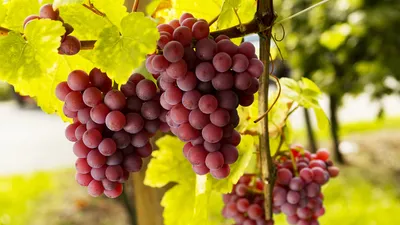 12 основных преимуществ для здоровья от употребления винограда