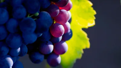 Женская рука держит виноград на белом фоне :: Стоковая фотография ::  Pixel-Shot Studio