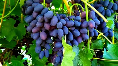 Виноград Нельсон - купить саженцы ягодных культур с доставкой по Украине в  магазине Добродар