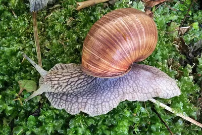 Snail от MIXIT - муцин виноградной улитки - ежедневная помощь твоей коже —  Блог | MIXIT