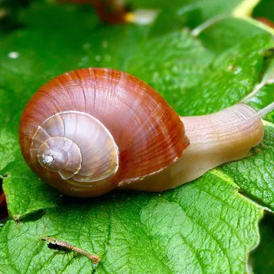 Файл:Фото виноградной улитки Helix pomatia.JPG — Википедия