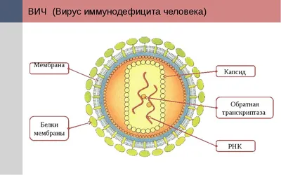 Важно знать: симптомы ВИЧ/СПИД - 18.02.2020, Sputnik Беларусь