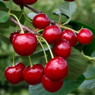 Вишня, много вишни, красные Стоковое Фото - изображение насчитывающей  очень, вишня: 120586828