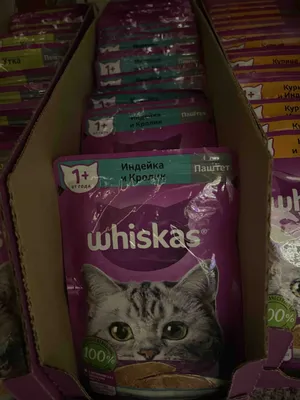 Британские котята вискас, окрас, шотландские вислоухие котята из рекламы  вискас, цена | Кошки - кто они?