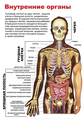 12 удивительных фактов о внутренних органах человека | Валентин Голубихин |  Дзен