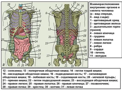 Макет \"Тело человека, мышцы, внутренние органы\", разборный 78см -  РусЭкспресс