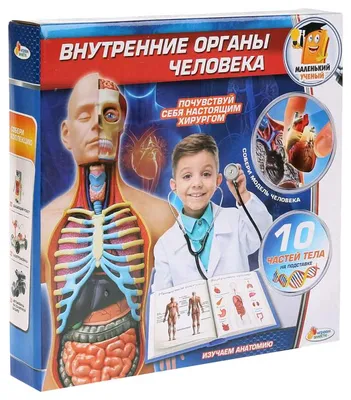 Грай Головоломка дерево для детей, детская деревянная игра сортер \"Внутренние  органы человека\" — купить в интернет-магазине по низкой цене на Яндекс  Маркете