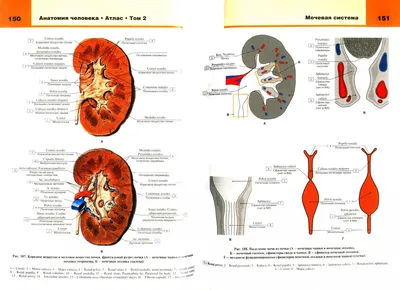 Как расположены внутренние органы человека, фото? | Биологически активные  точки, Рефлексология, Иглоукалывание