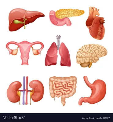 Все Внутренние Органы Самцов Тела — стоковые фотографии и другие картинки  Внутренний орган человека - Внутренний орган человека, Анатомия,  Дыхательная система - iStock