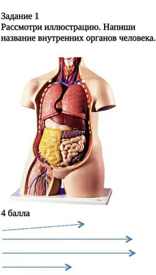 Туловище человека, модель тела анатомия, анатомический, внутренние органы  для обучения в науке, школе | AliExpress