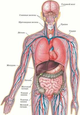 Анатомия человека. Строение и расположение внутренних органов человека.  Органы грудной клетки, брюшной полости, о… | Учащиеся медучилища, Анатомия  человека, Человек