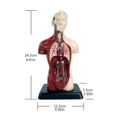 Живые внутренние органы человека» — создано в Шедевруме
