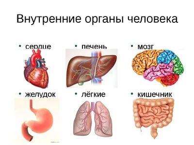 Плакат “Внутренние органы” - ООО \"МЕДСИМ\"