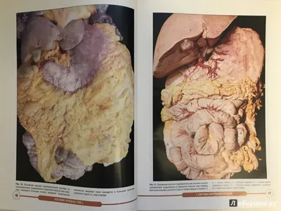 Внутренние Органы Человека Манекене Анатомия Человека стоковое фото  ©borjomi88 195796648
