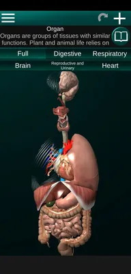 инфографика внутренних органов человека Иллюстрация вектора - иллюстрации  насчитывающей сердце, внимательность: 233055223