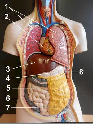 Диаграмма: Внутренние органы человека | Quizlet