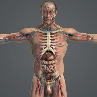 взгляд внутренности человека тела анатомирования Стоковое Фото -  изображение насчитывающей нервы, внимательность: 7732550