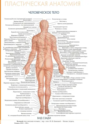 Внутренности человека анатомия» — создано в Шедевруме
