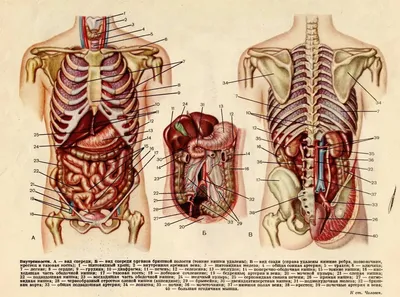 Картинки расположение органов человека (69 фото)