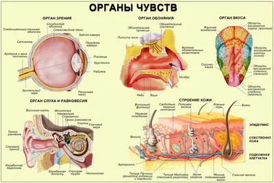 Жизненно важные органы тела человека Stock Vector | Adobe Stock