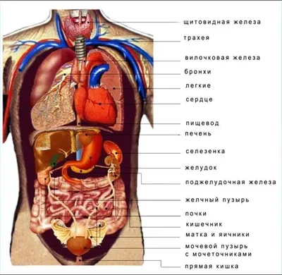 Галерея внутренних органов человека: Разные размеры и форматы | Внутренние  органы человека с названиями Фото №774445 скачать