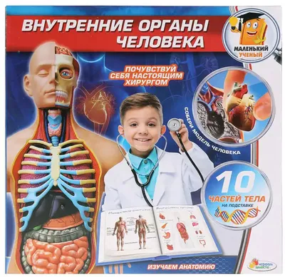 взгляд внутренности человека тела анатомирования Стоковое Изображение -  изображение насчитывающей индустрия, глаз: 7733089