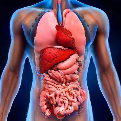 Картинки расположение органов человека (69 фото)