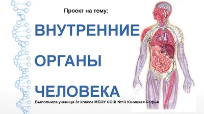 Органы человека и здоровье. Инфографика - Госпиталь микрохирургии глаза  доктора А. Исманкулова