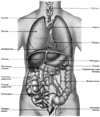 Внутренние органы человека Модель человеческого тела Стоковое Фото -  изображение насчитывающей кишечники, думмично: 88496576
