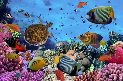 Модульная картина водный мир и кораллы – ART-VEK